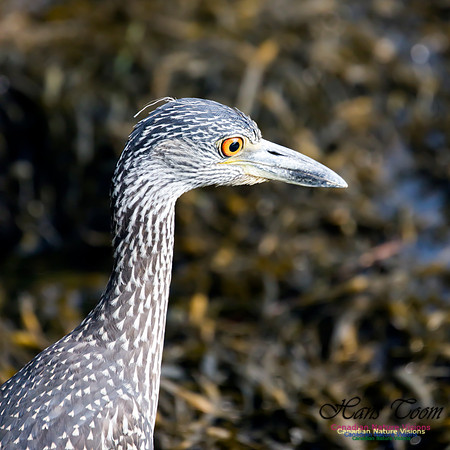 Yellow-crowned Night Heron 1
