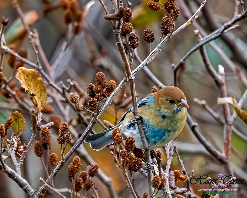 Indigo Bunting 104