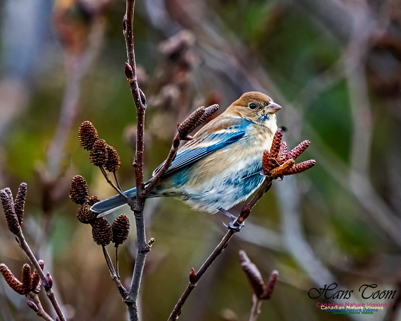 Indigo Bunting 105