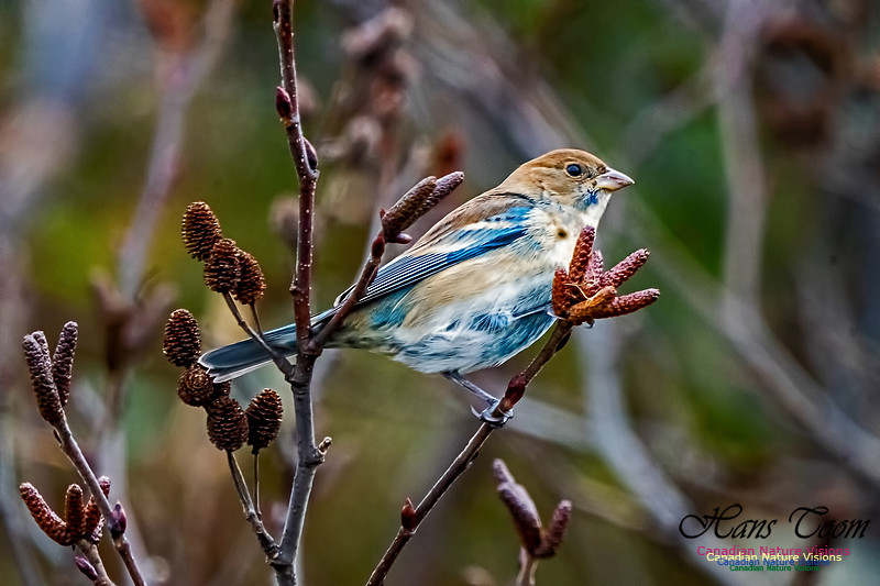 Indigo Bunting 106