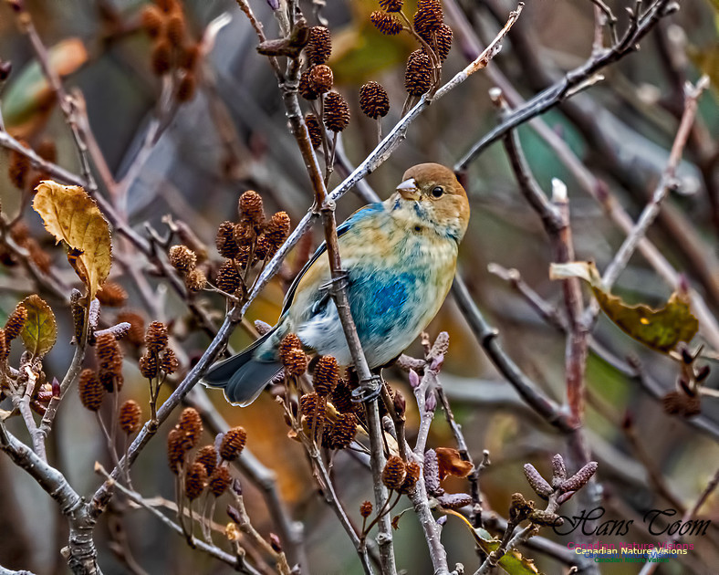Indigo Bunting 103