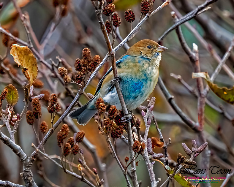 Indigo Bunting 102