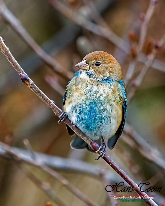 Indigo Bunting 100