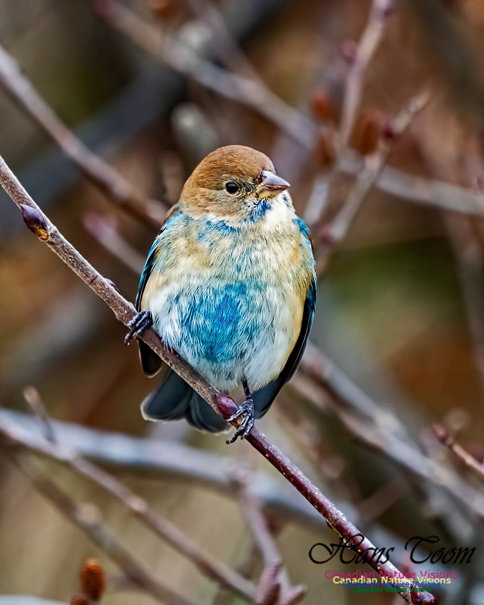 Indigo Bunting 101