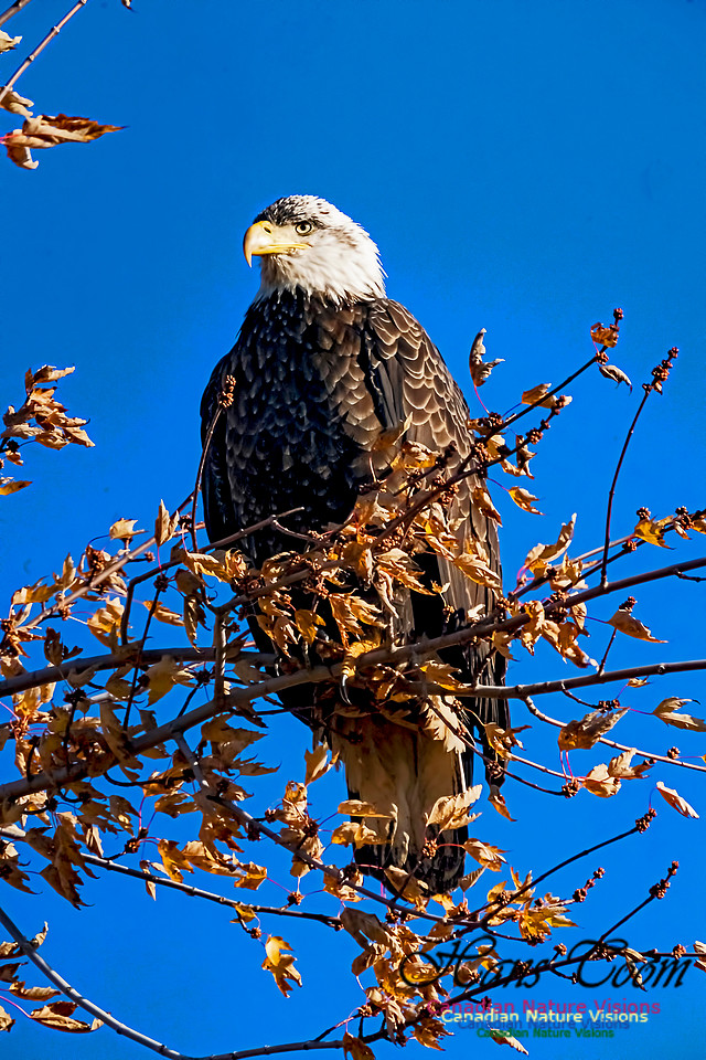 Bald Eagle 100