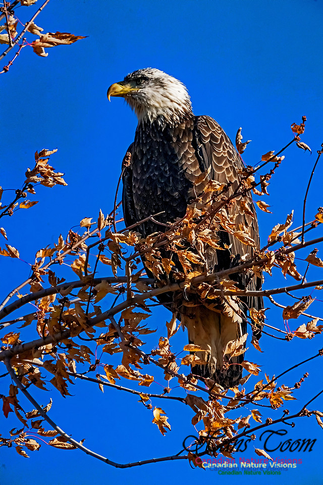 Bald Eagle 101
