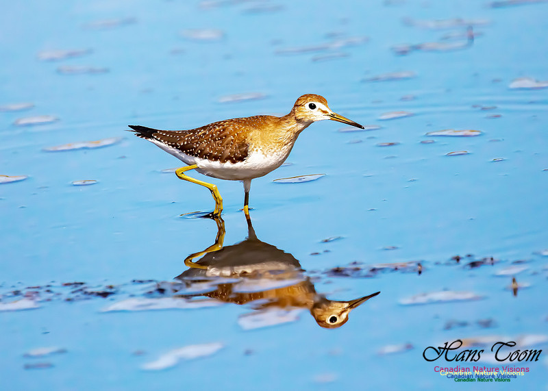 Solitary Sandpiper 110