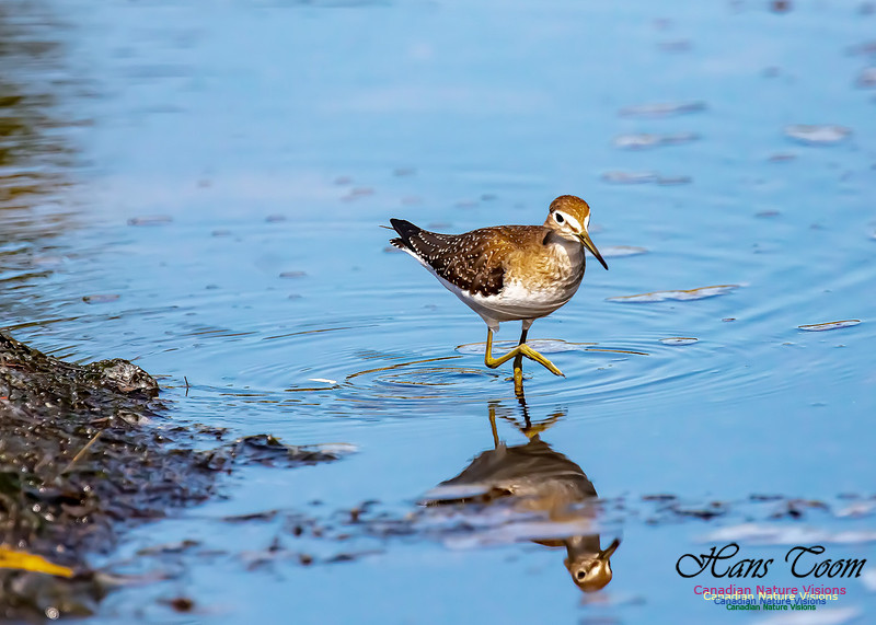 Solitary Sandpiper 111