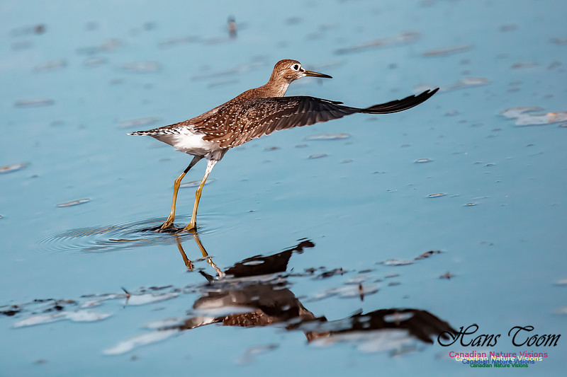 Solitary Sandpiper 108