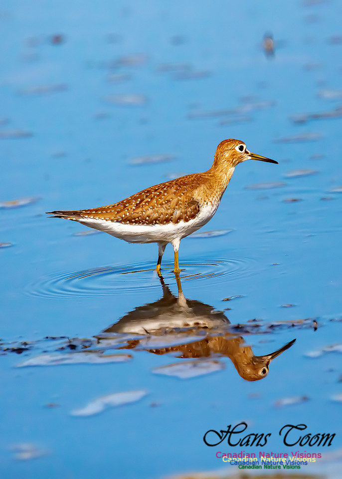 Solitary Sandpiper 109
