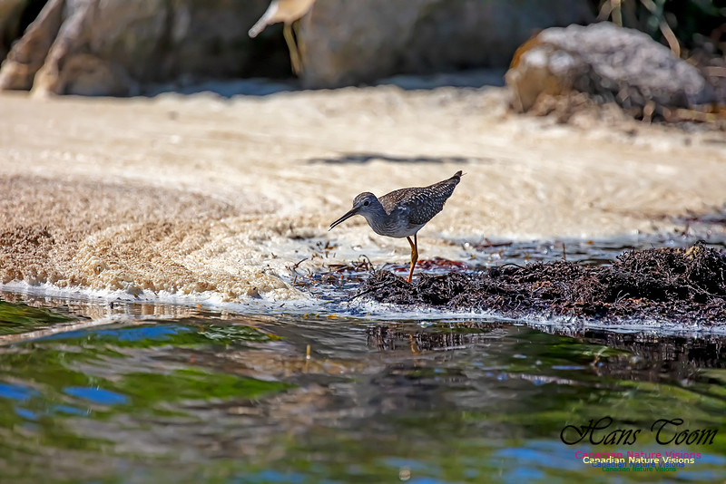 Lesser Yellowlegs 204