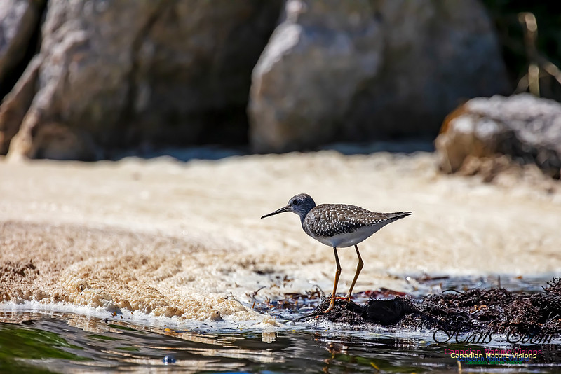 Lesser Yellowlegs 203