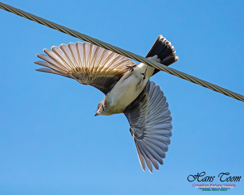 Eastern Kingbird 102