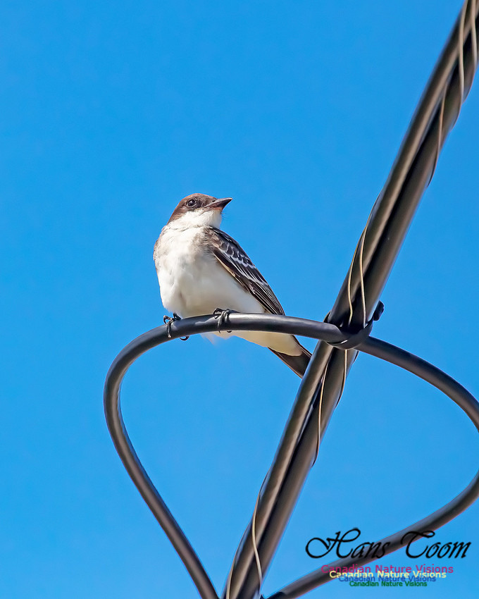 Eastern Kingbird 101