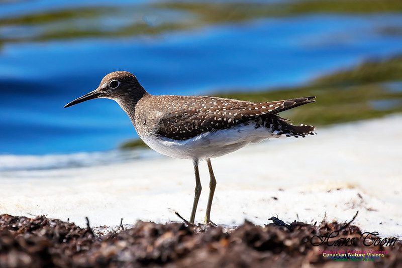 Solitary Sandpiper 122