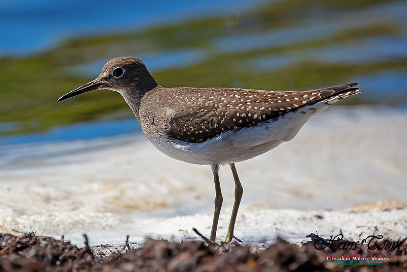 Solitary Sandpiper 121