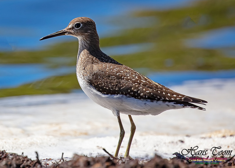 Solitary Sandpiper 120