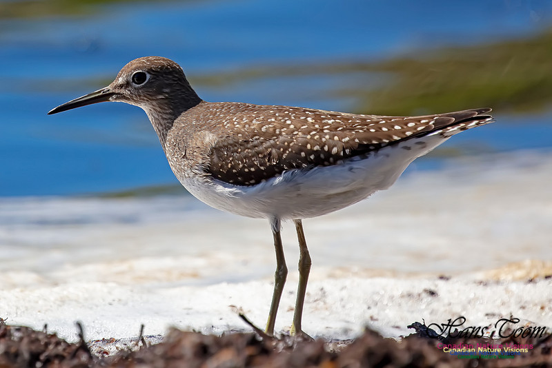 Solitary Sandpiper 119