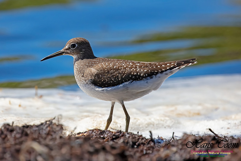 Solitary Sandpiper 118