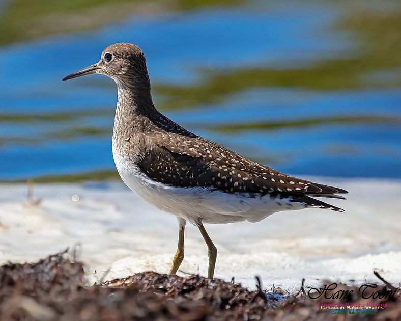 Solitary Sandpiper 117