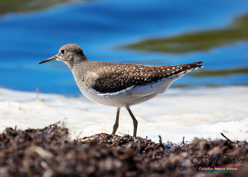 Solitary Sandpiper 116