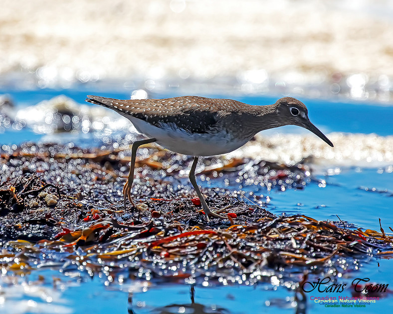 Solitary Sandpiper 115