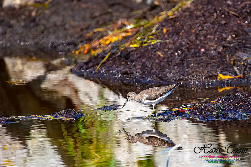 Solitary Sandpiper 114