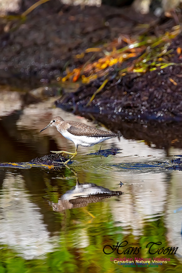 Solitary Sandpiper 113