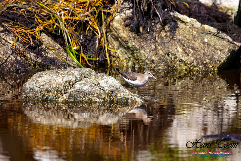 Solitary Sandpiper 112
