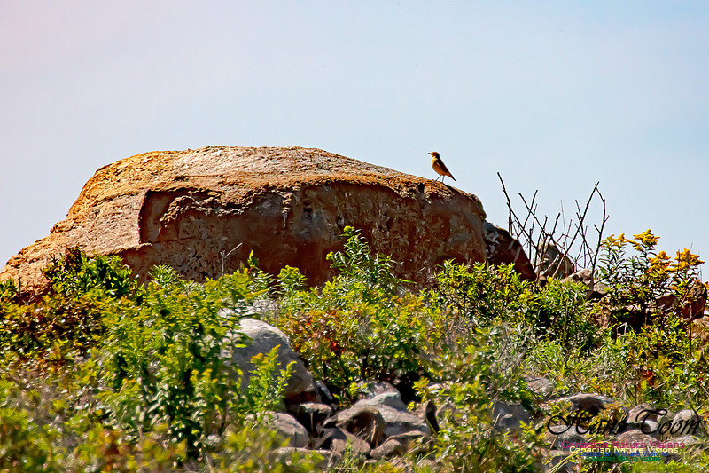 Northern Wheatear 18