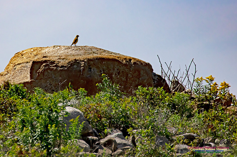 Northern Wheatear 20
