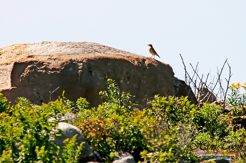 Northern Wheatear 10