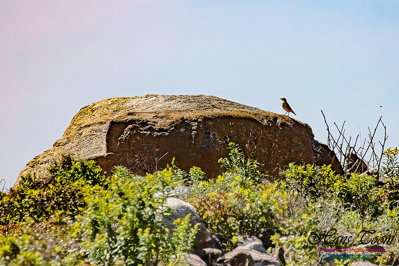 Northern Wheatear 21