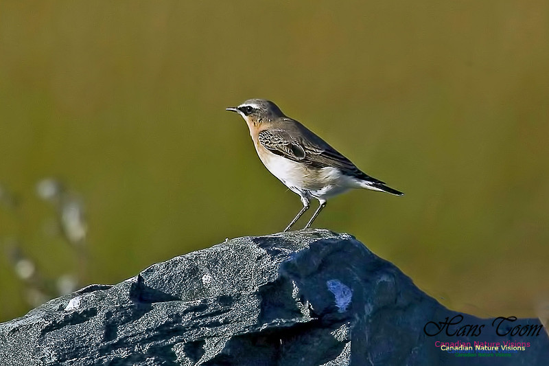 Northern Wheatear 30