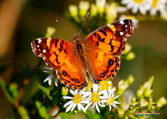 Painted Lady 65