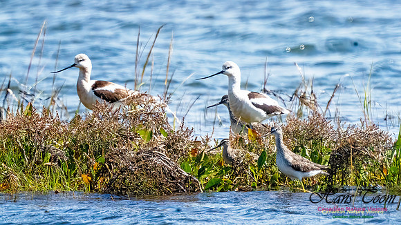 American Avocet 305