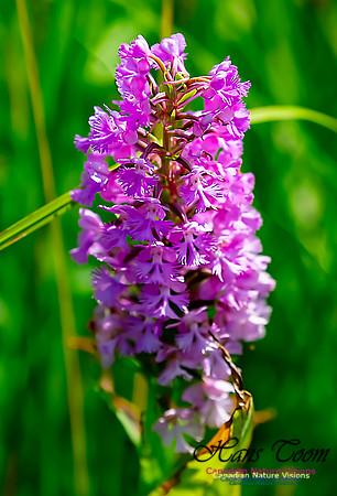 Large Purple Fringed Orchid 103