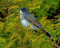 Eastern Kingbird