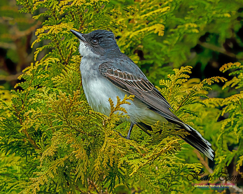 Eastern Kingbird 102