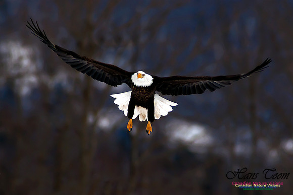 Bald Eagle