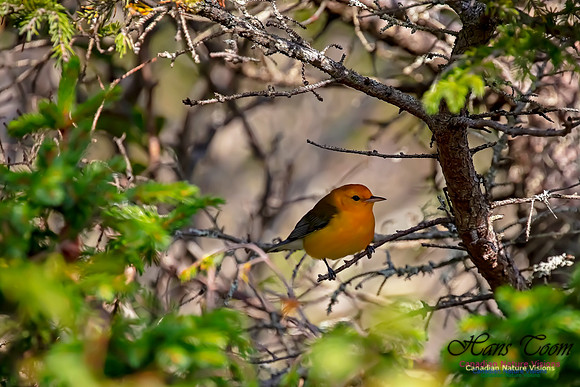 Prothonotary Warbler 51