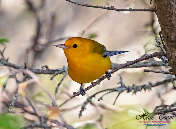 Prothonotary Warbler 102