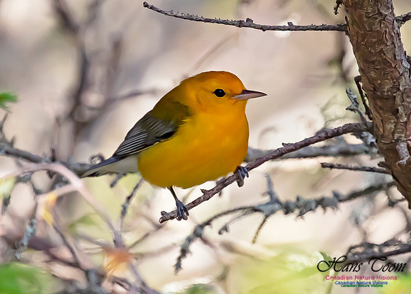 Prothonotary Warbler 101