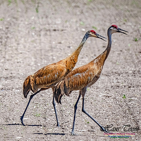 Sandhill Cranes 709