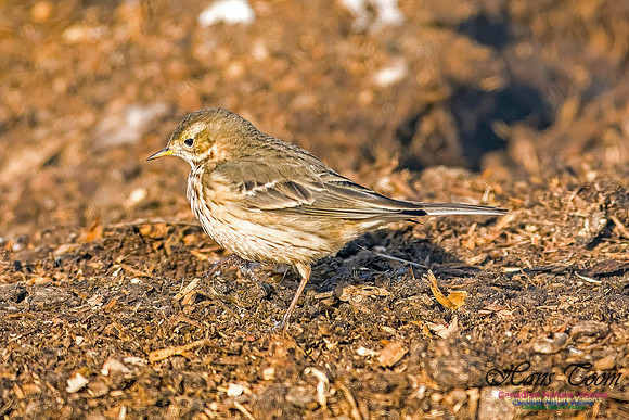 American Pipit 101