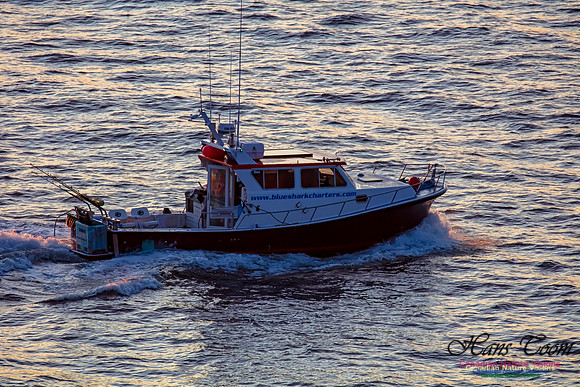 Blue Shark Charters 1