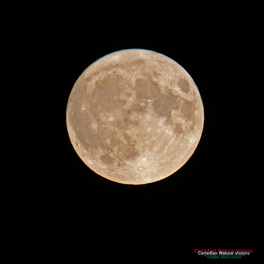 Harvest Moon 300