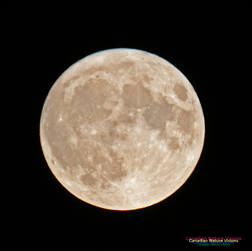 Harvest Moon 301