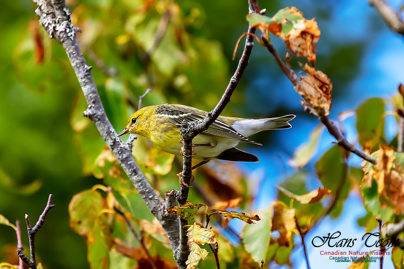 Blackpoll Warbler 302