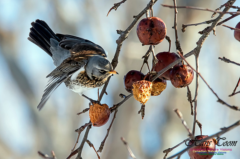 Fieldfare
